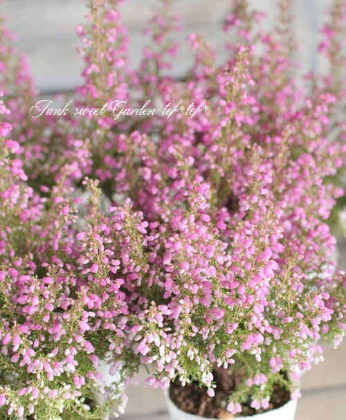 <i>Erica melanthera</i><BR><BR>���ꥫ �����󥻥�<BR>�إӥ꡼�֥�����ɡ�