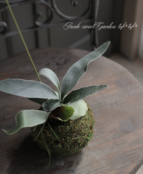 տʪʼС꡼աإ١إ٥