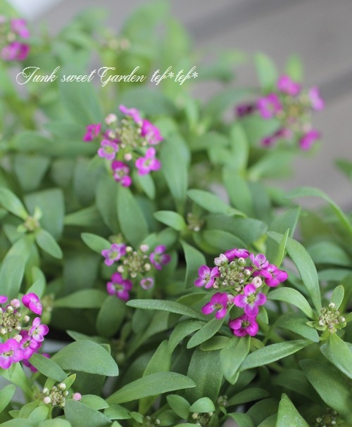 <i>Lobularia hybrid</i><BR><BR>�������ȡ�����å��� �إ���������