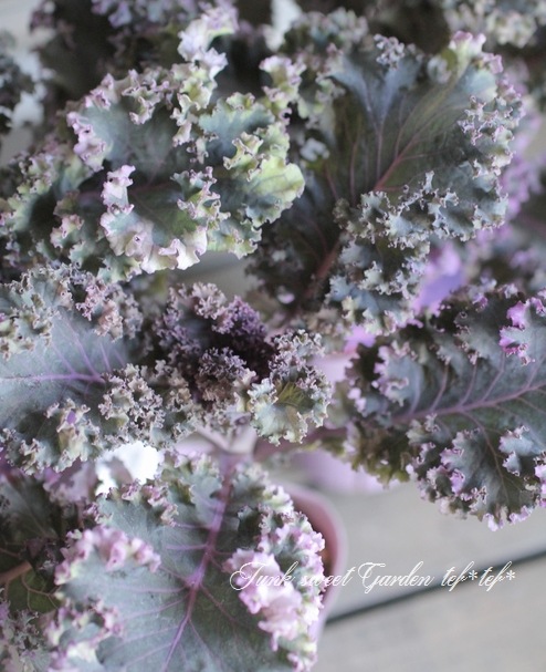 ���쥬��ȥ����롡�إ�����������ӥ�������