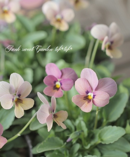 ���ߤ�ȥӥ��顡�إ��󥴥��⡼���