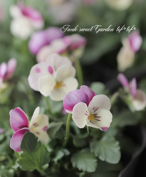 <i>Viola��wittrockiana </i><BR><BR>NEW���ߤ�ȥӥ���<BR>�إ٥꡼������������