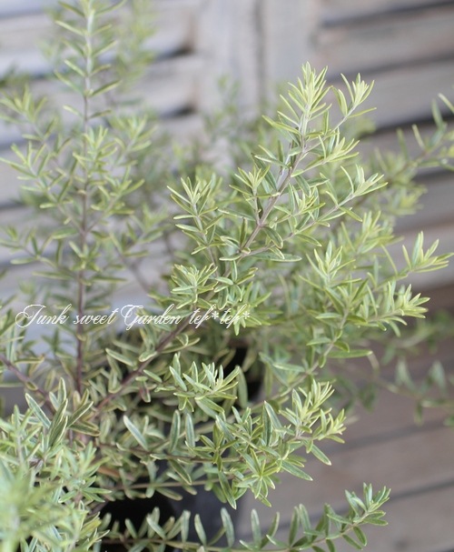 <i>Westringia fruticosa</i><BR><BR>ȥꥢ󡦥ޥ꡼<BR>ȥ󥮥<BR>إ˥ȡ