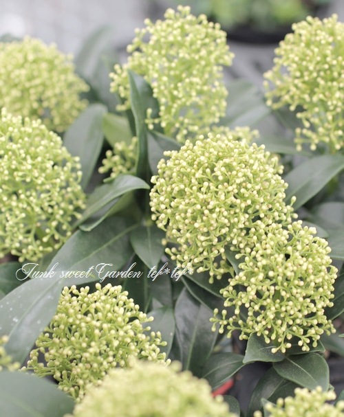 スキミア 『ホワイトドワーフ -White Dwarf-』 耐寒性常緑低木