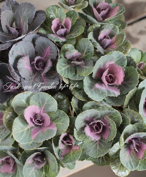 ����ƥ������ղ�ð����˨�֥��å�����