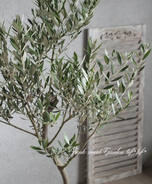 <i>Olea europaea</i><BR><BR>�����ɤ����ɳ���<BR>�ߺϲ�����Υ��꡼��<BR>�إߥå�����