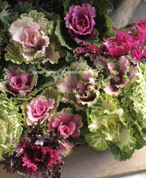 tef*tef*���̥֡�����Ω�ơ����Ȥ��ա����饭���ղ�ð���ظ��ҡ����ꥹ�ޥ�MIX��