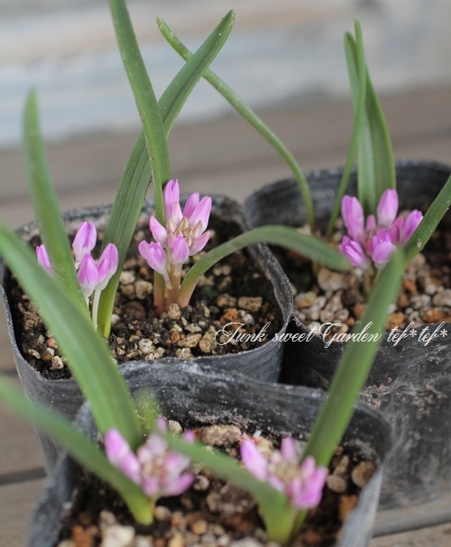 �ݥꥭ���� (�ݥꥯ����)���إ��󥷥ե��ꥢ�� �ԥ�