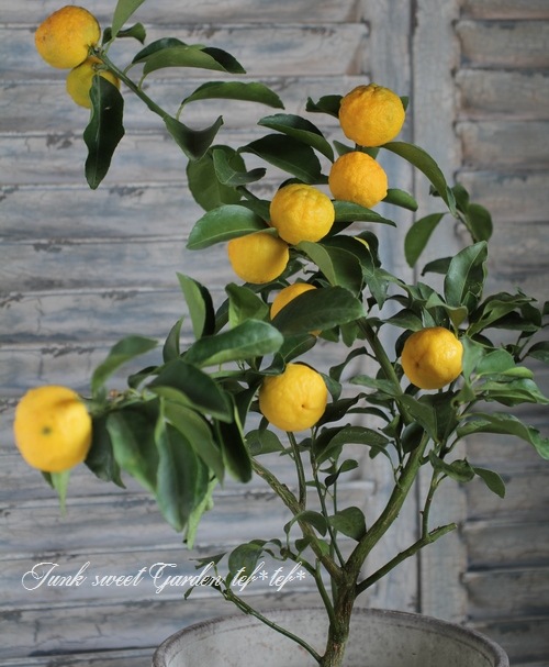 I Citrus Hanayu I Br Br 鉢で育てられる Br 花柚子 一才柚子 すべての商品 Junk Sweet Garden Tef Tef
