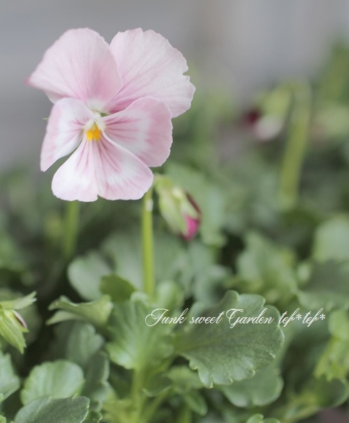 ☆育種うえたオリジナルビオラ 『スイートラブ』 | すべての商品