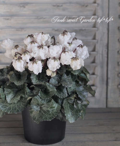 シクラメン i>Cyclamen persicum</i><BR><BR>シクラメン<BR>『シャンデリア