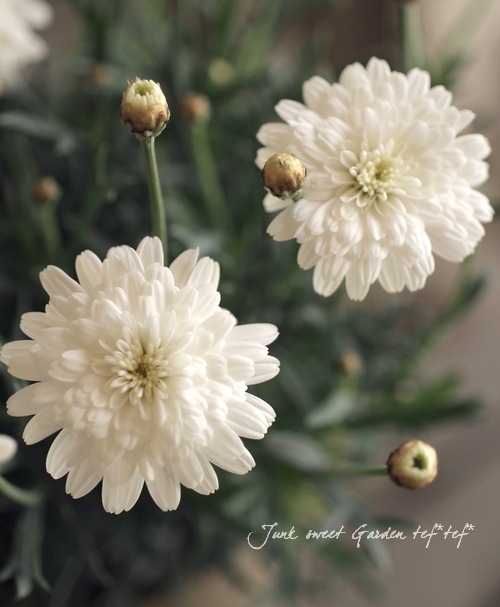 作家様ザ、マーガレット、バブナー限定 1体物　ヴンテージ 楽天市場】Sagan Vienna サガン ヴィエンナ トートバッグ PAZAR TOTE