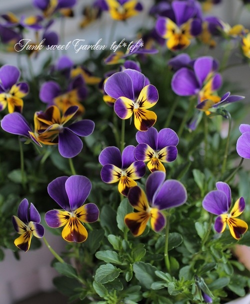 ゲブラさんのオリジナルビオラ 『チュニチュニ・ラブブルー』 | Flower