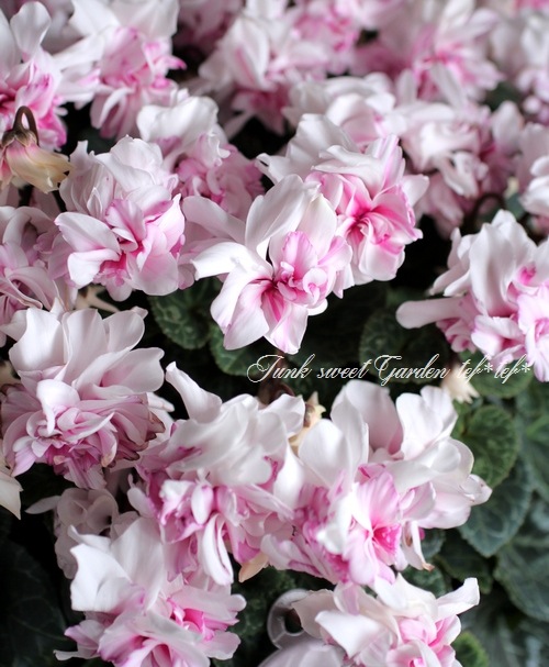 <i>Cyclamen persicum</i><BR><BR>Ȭ�ź餭��������<BR>���ź餭��ꥷ������ <BR>�إ����������ԥ󥯥Х����顼��