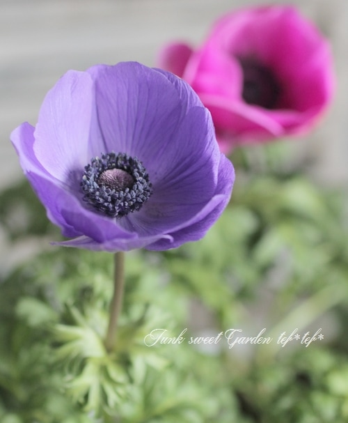 アネモネ・ポルト 園芸ネット本店｜アネモネ：ポルト ブルー3.5号ポット の通販【公式】