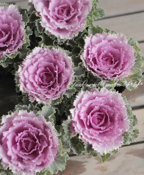 <i>Brassica</i><BR><BR>�󤻿������������ղ�ð��<BR>�ե�󥸥ԥ󥯡�3�ĥ��åȡ�