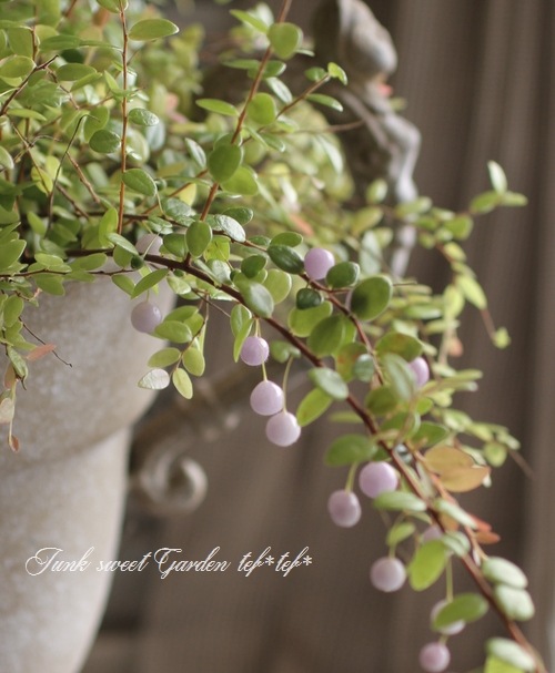 希少！ 『真珠こけもも』 | すべての商品 | | Junk sweet Garden tef*tef*