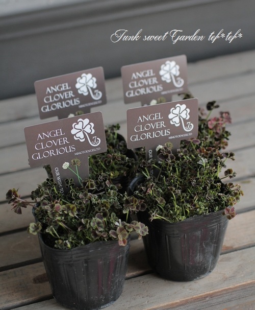 �ߤ�ȱ�ݥ��󥸥��륯�����С����إ����ꥢ����