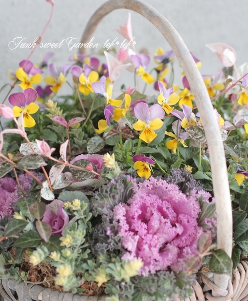 tef*tef*�󤻿��� 2016<BR> * no.71 *<BR>��ǯ��͵��Υԥ󥯡ߥ�������