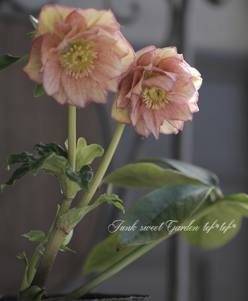 クリスマスローズ 富山県・松浦園芸 『ダブル No.D』 | すべての商品