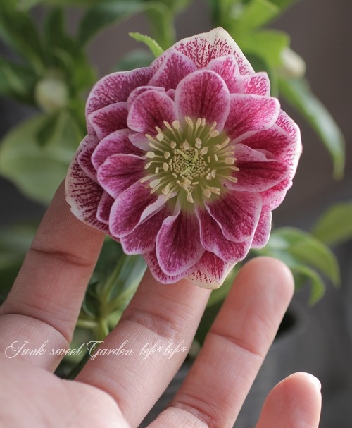 そ*♪様 ❤️プチプチ新芽❤️1283 【❤️極上❤️ソレイユ】クリスマスローズ ヒ*ロ様 ❤️プクプク新芽❤️121⭐️極上⭐️【ソレイユ】クリスマス