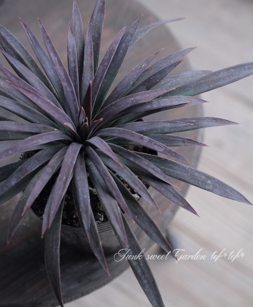 ユッカ 『デスメティアーナ』 No.4 | すべての商品 | | Junk