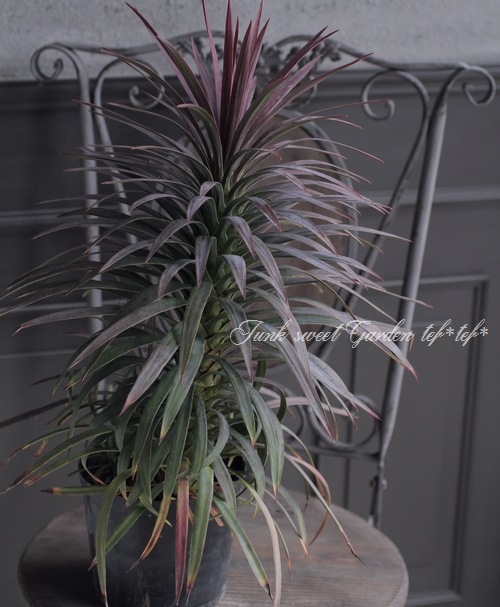 solid_note　ユッカ・ディスメチアーナ 他　4点同送 solid_note ユッカ・ディスメチアーナ 他 4点同送 solid_note様