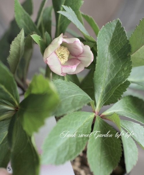 クリスマスローズ 大和園・佐藤さん作出 『パステリッシュストレイン