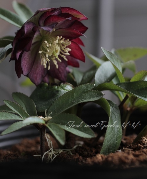 ナーセリー夢花人 クリスマスローズ 『グレープバイカラーダブル』 M-8