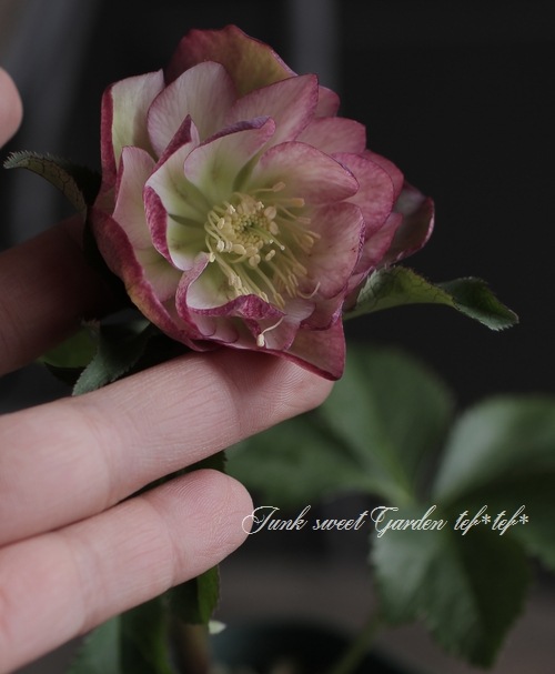 クリスマスローズ・開花株！『ダブル咲き』 No.31257 | すべての商品