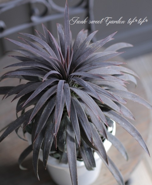 ユッカ 『デスメティアーナ』 No.C | すべての商品 | | Junk sweet