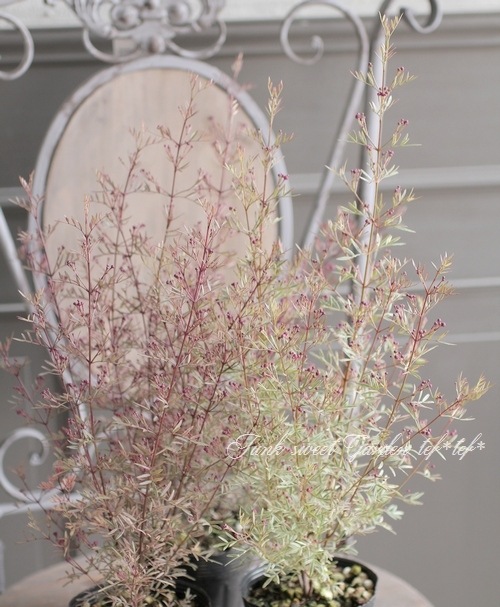 ������ܥ��˥����ԥʡ������إץ쥷�㥹1��