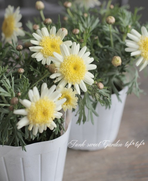 ����ݤݺ餭�ޡ�����åȡ��ؤݤݤ���١���������