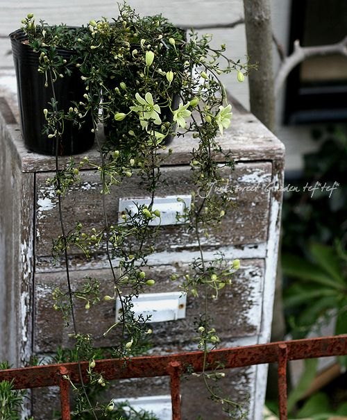 �ե����ƥ꡼�ϥ���ޥ������إڥȥꥨ����