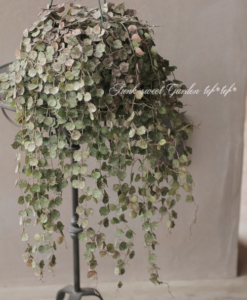 観葉植物】 希少！ホヤ 『カーティシー』 吊り鉢 | すべての商品