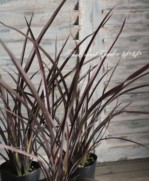 �˥塼������󡡡إ��祳�졼�ȥ��å�����