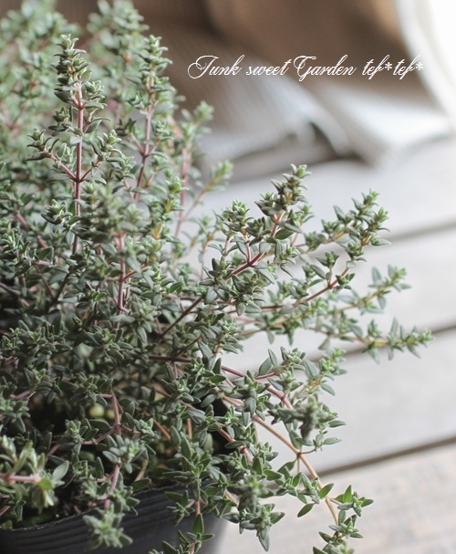 <i>Thymus.</i><BR><BR>���ä�����դäѢ�<BR>�إ���󥸥Х륵�ॿ�����