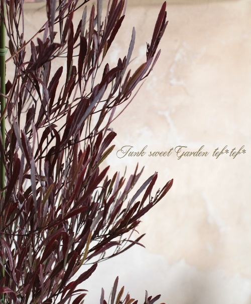 <i>Dodonaea viscosa</i><BR><BR>�ɥɥʥ���������������<BR>�����ʼ�إ�ȥ�ե����䡼��