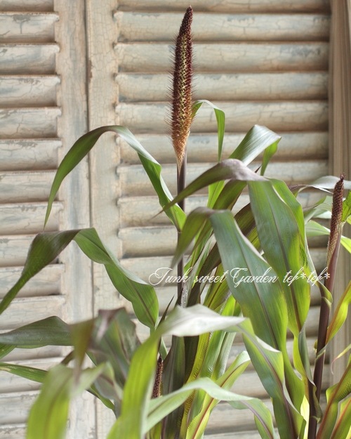 <i>Pennisetum glaucum</i><BR><BR>�����ӡ������ʥ�󥿥�ߥ�å�<BR>�إѡ��ץ�ޥ������ƥ���