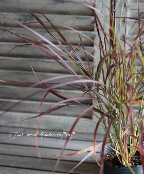 ペニセタム 『パープルファウンテングラス』 | すべての商品 | | Junk