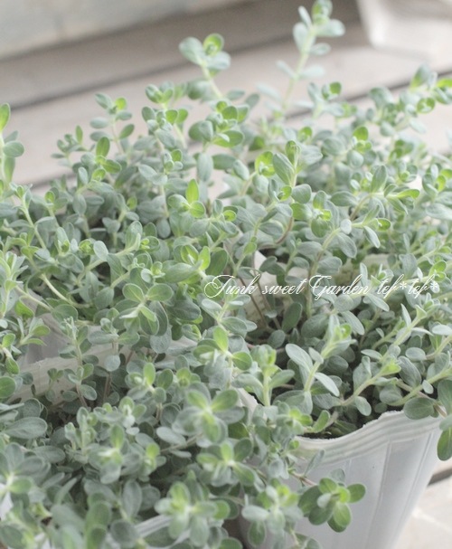 �ҥڥꥫ�ࡡ�إ���С��ʡ�