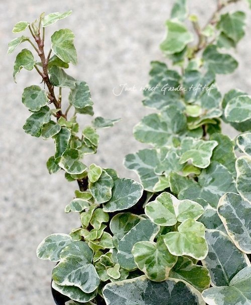 �إǥ顡�إ�ȥ�ץ���ʡ�