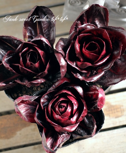 <i>Cichorium intybus</i><BR><BR>�����ȥ٥����֥�<BR>�ߤ�ȱ�ݤ���Ρإ������