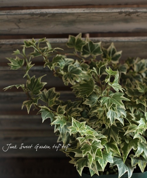 �إǥ顡�إߥ˥ޥ���ɡ١��������व��