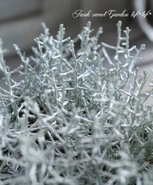 �������ե��륹���إץ�����ʡ� 