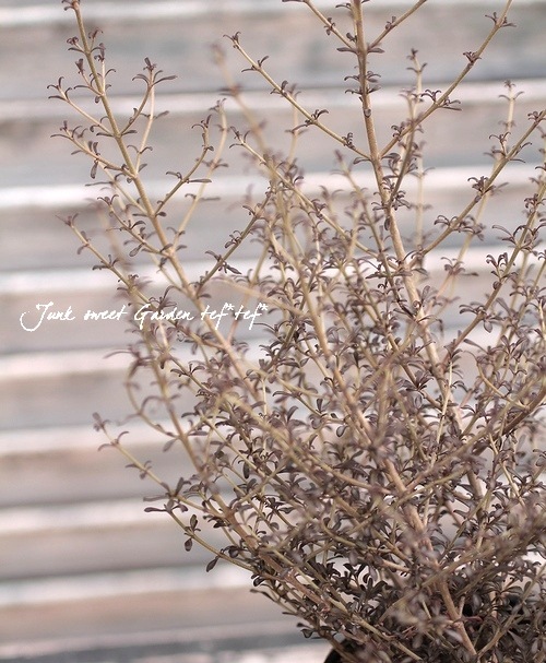 ���ץ����ޡإ��祳�졼�ȥ��른�㡼��