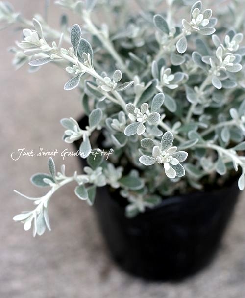 ���쥢�ꥢ���إ�ȥ륹�⡼������