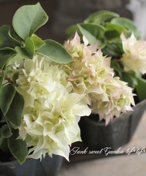 ブーゲンビリア① 🌼015: Stylish Bougainvillea Planting #Easy #Planting Lesson