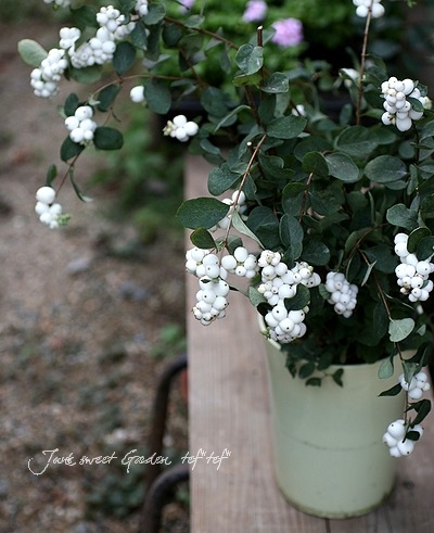 <i>Synphordarpos albus</i><BR><BR>���פǰ�ưפ���<BR>�إ���ե��ꡦ����ݥ���<BR>���