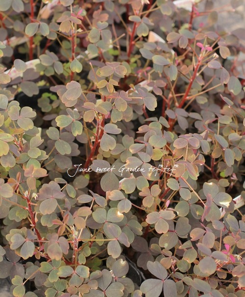 �֥å��奪�����ꥹ���إ��åѡ��ȡ����